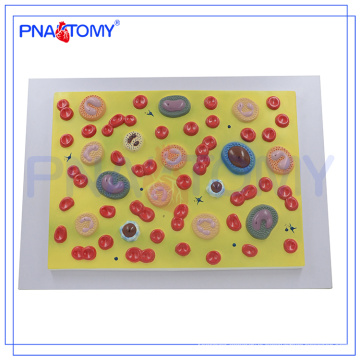 PNT-0421 Human Body Anatomy Biological Teaching Aids Blood Cells Model